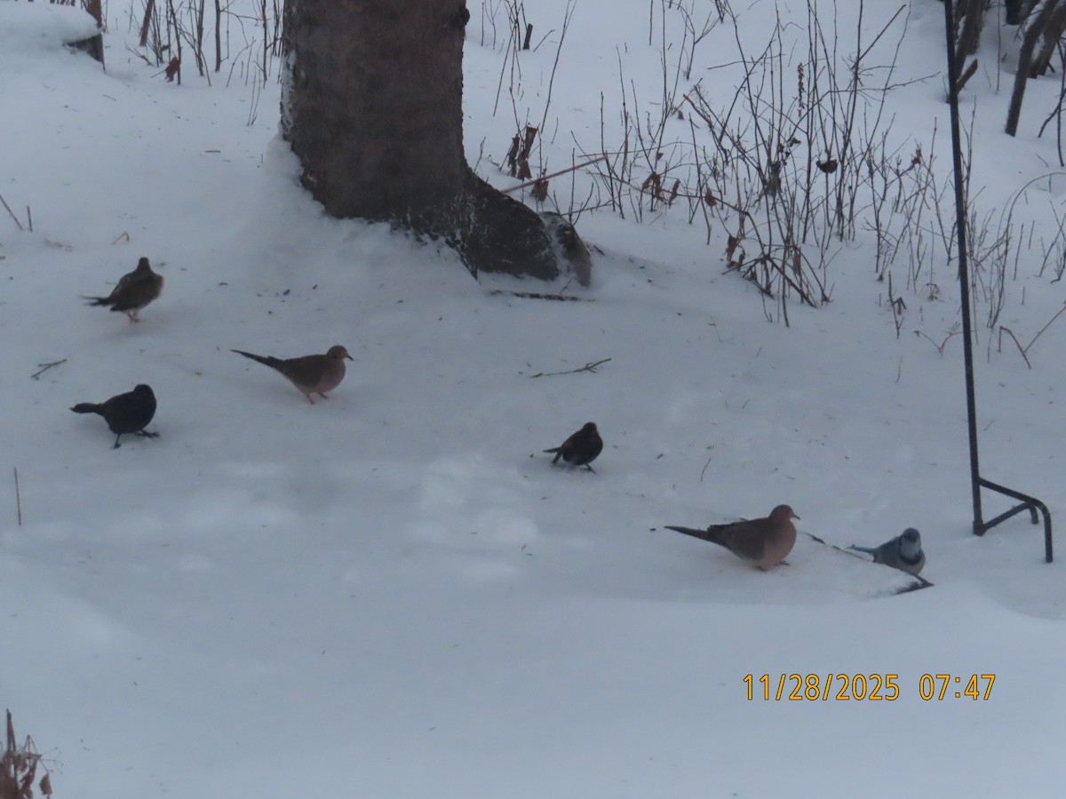 Mourning Dove - ML646005810