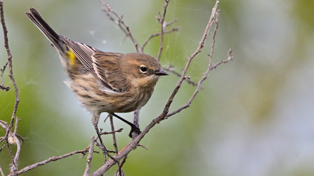 סבכון הכתר - ML646005811