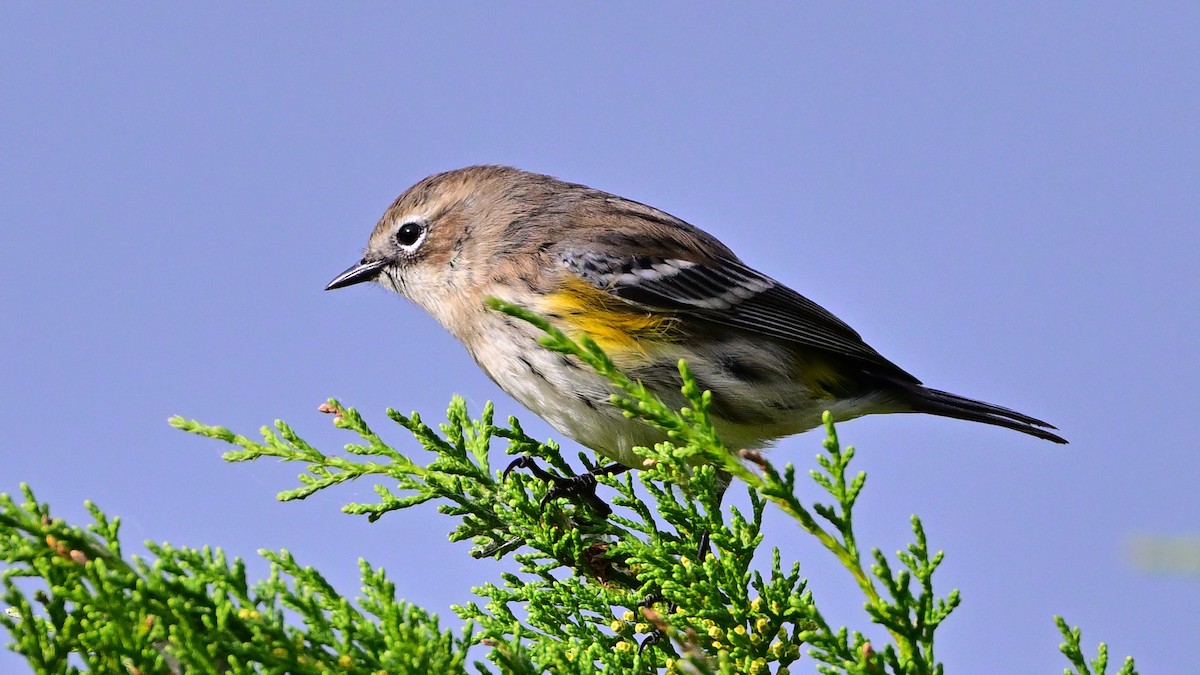סבכון הכתר - ML646005812