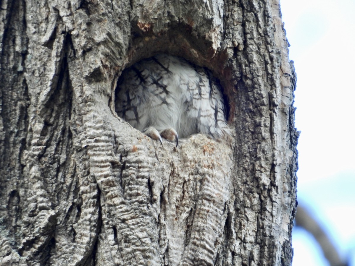 Eastern Screech-Owl - ML646005814