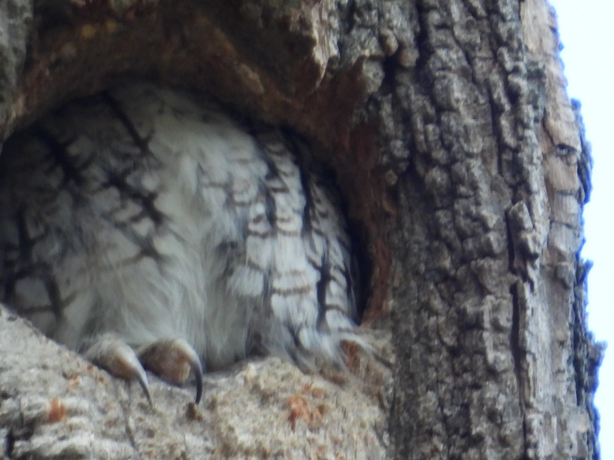 Eastern Screech-Owl - ML646005815
