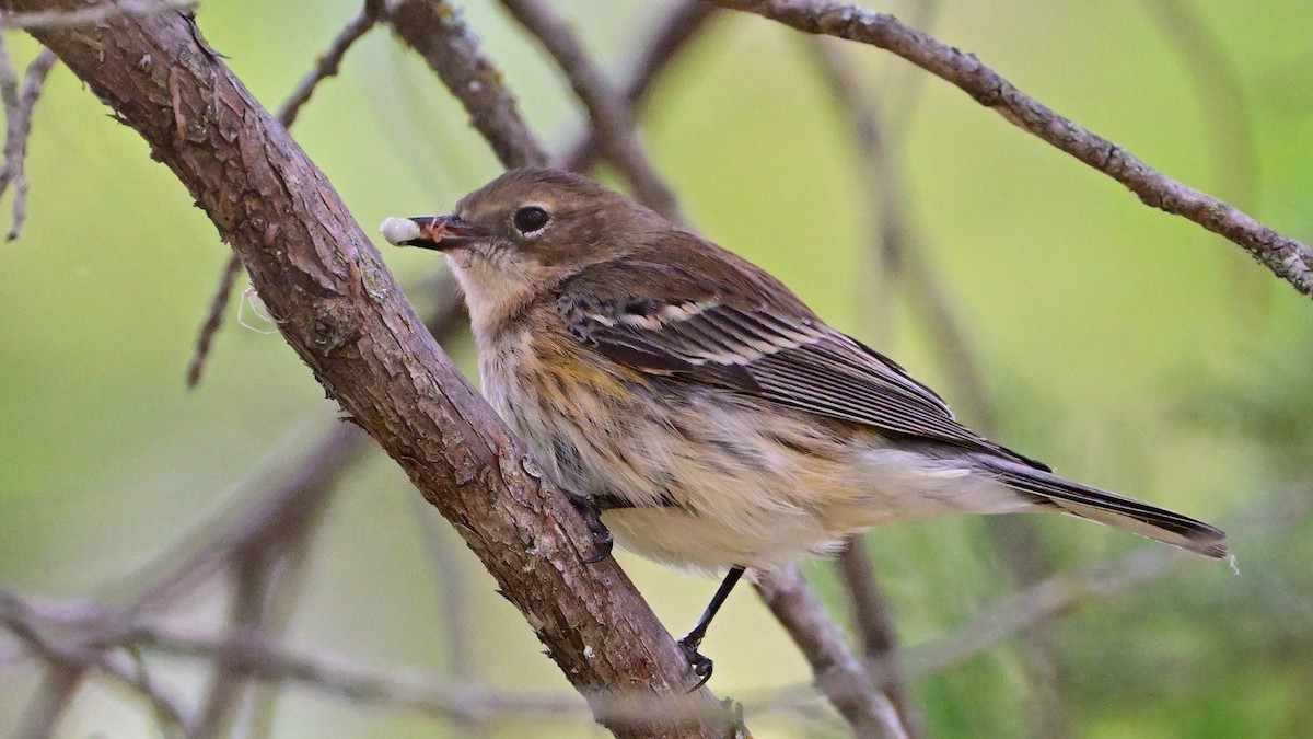 סבכון הכתר - ML646005818