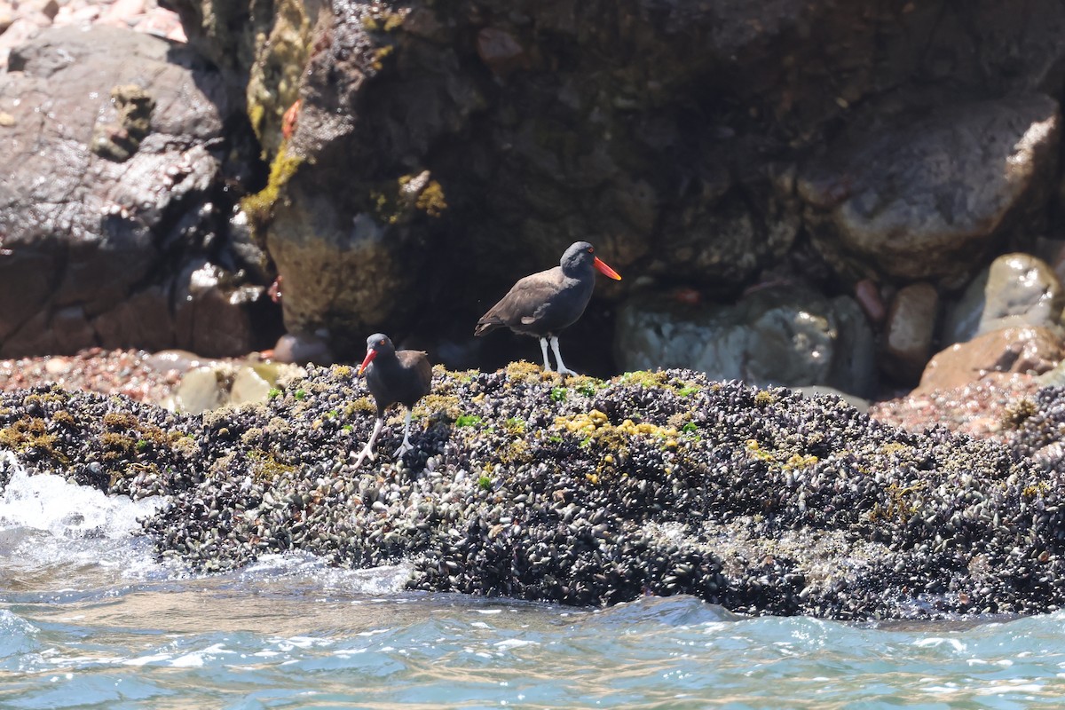 Blackish Oystercatcher - ML646005819