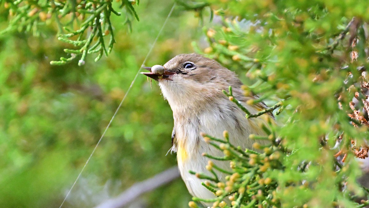 סבכון הכתר - ML646005821