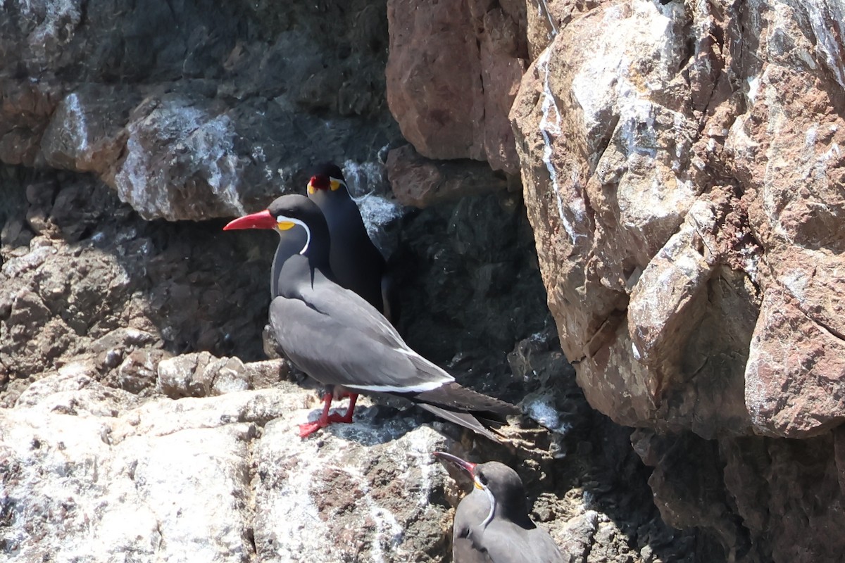 Inca Tern - ML646005828