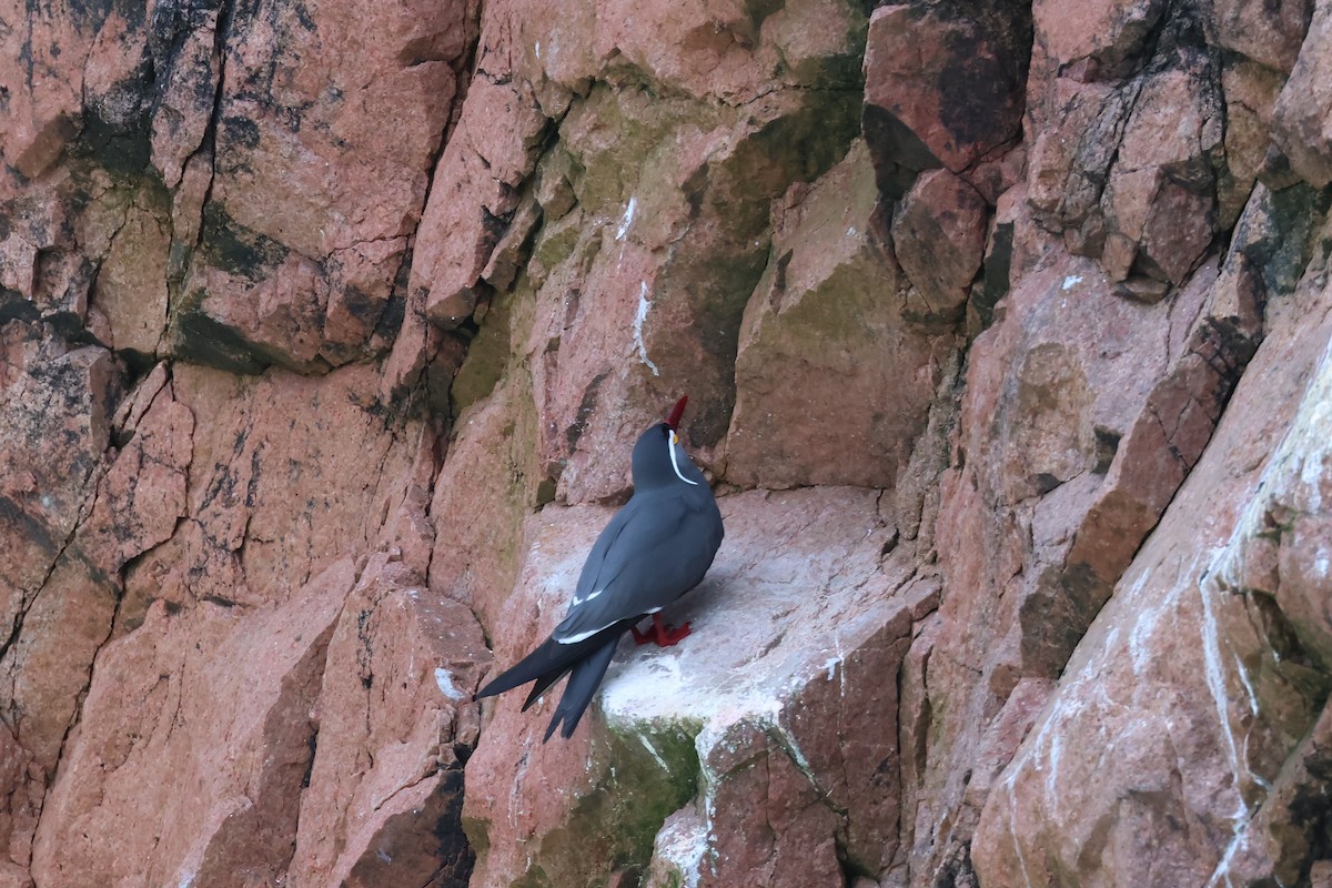 Inca Tern - ML646005829