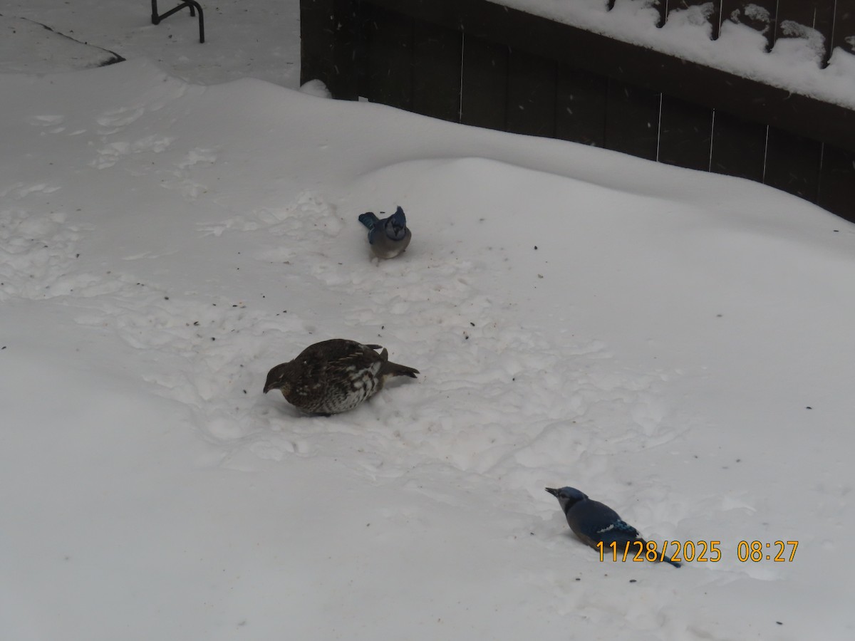 Blue Jay - ML646005830