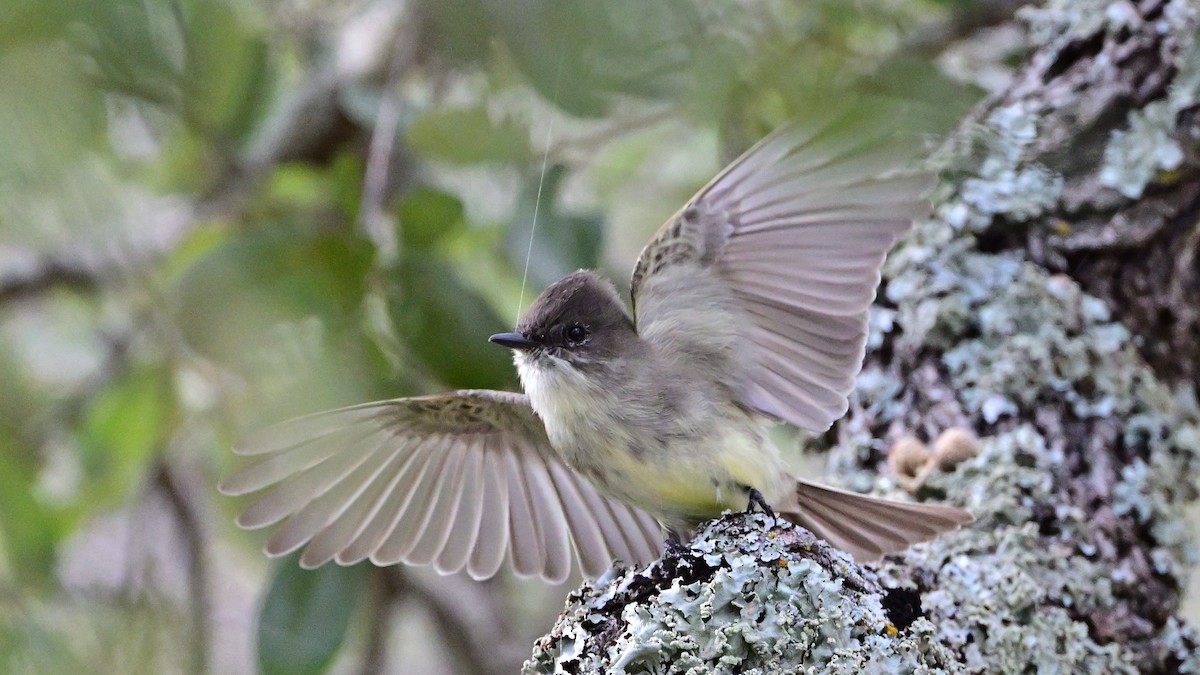 פיבי מזרחית - ML646005833