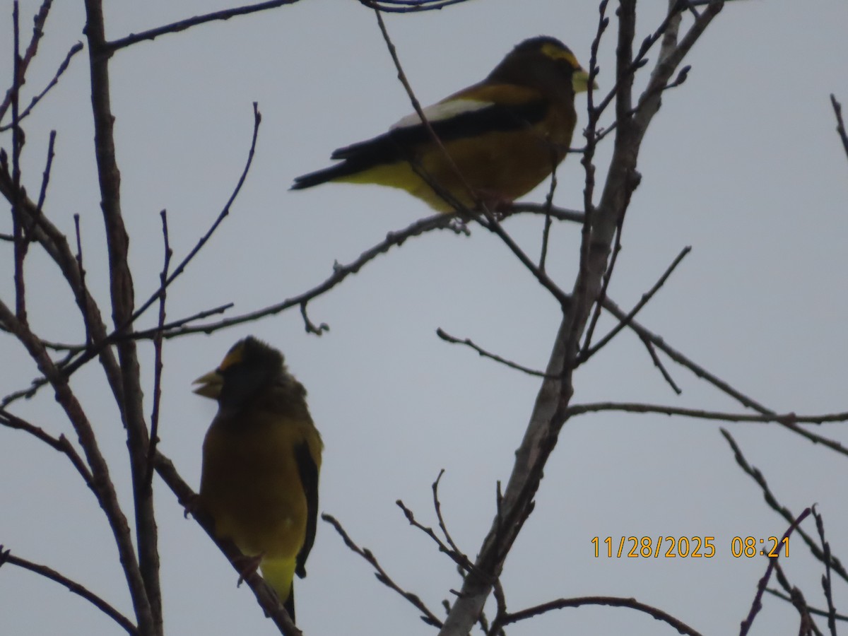 Evening Grosbeak - ML646005836