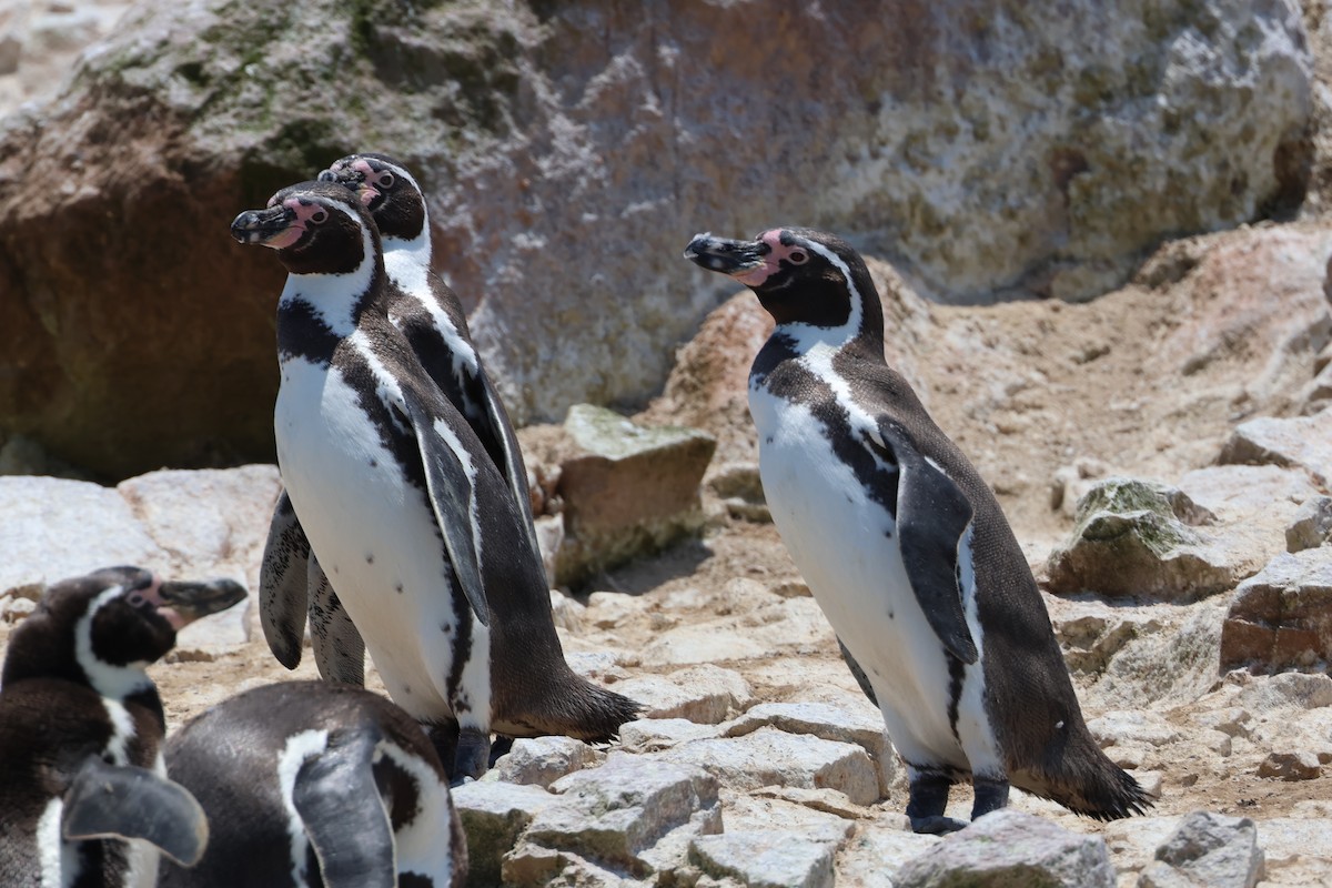 Humboldt Penguin - ML646005839