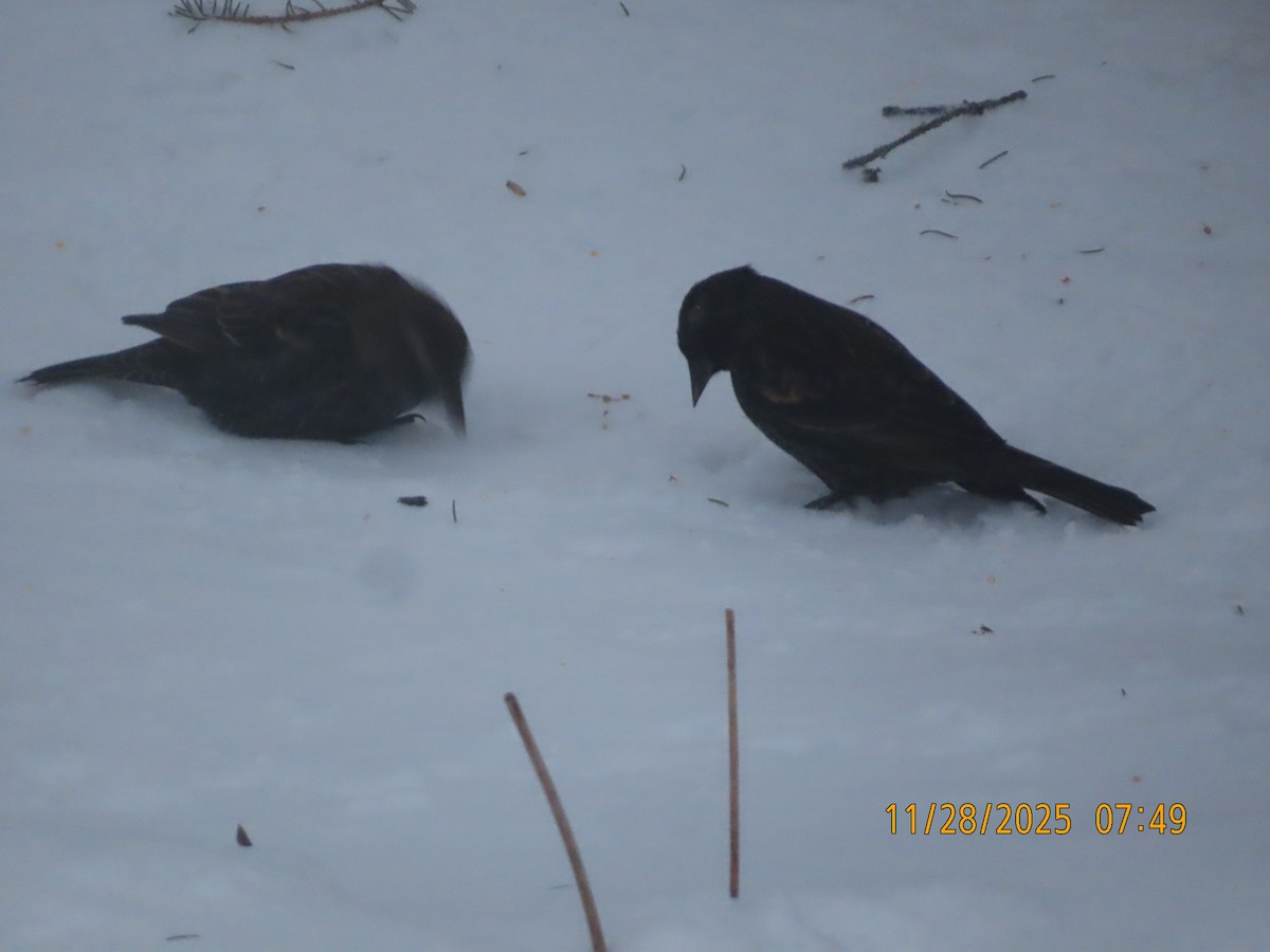 Red-winged Blackbird - ML646005845