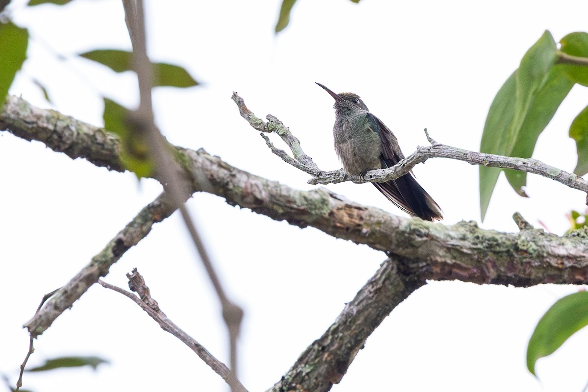 kolibřík skvrnitoprsý - ML646005846