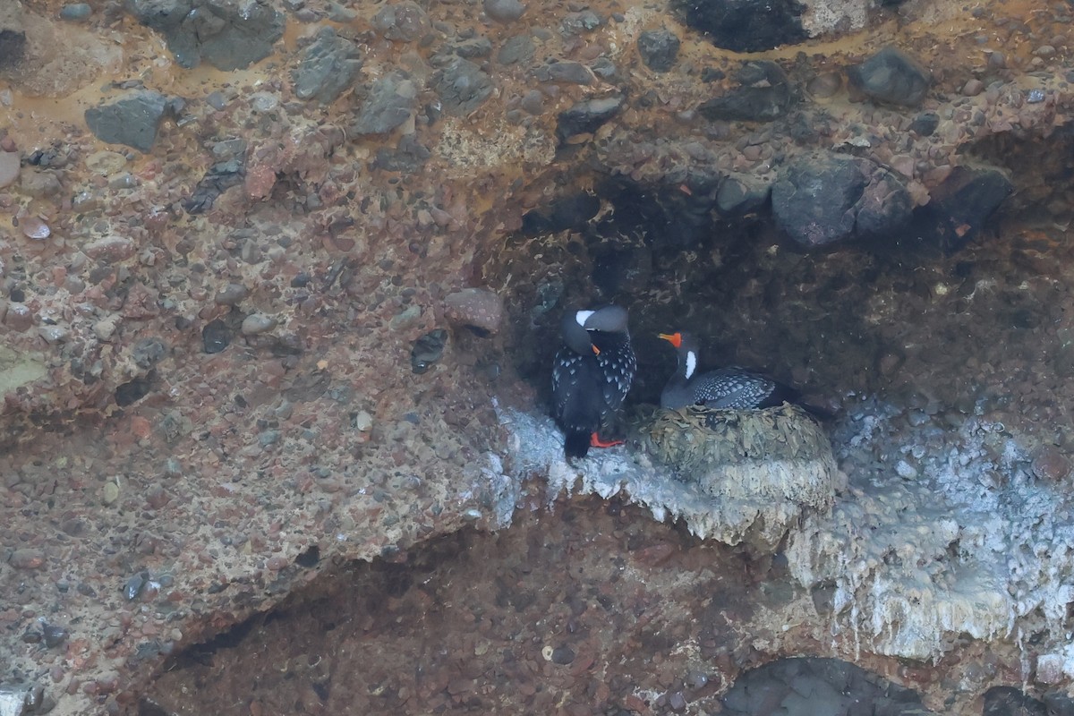 Red-legged Cormorant - ML646005848