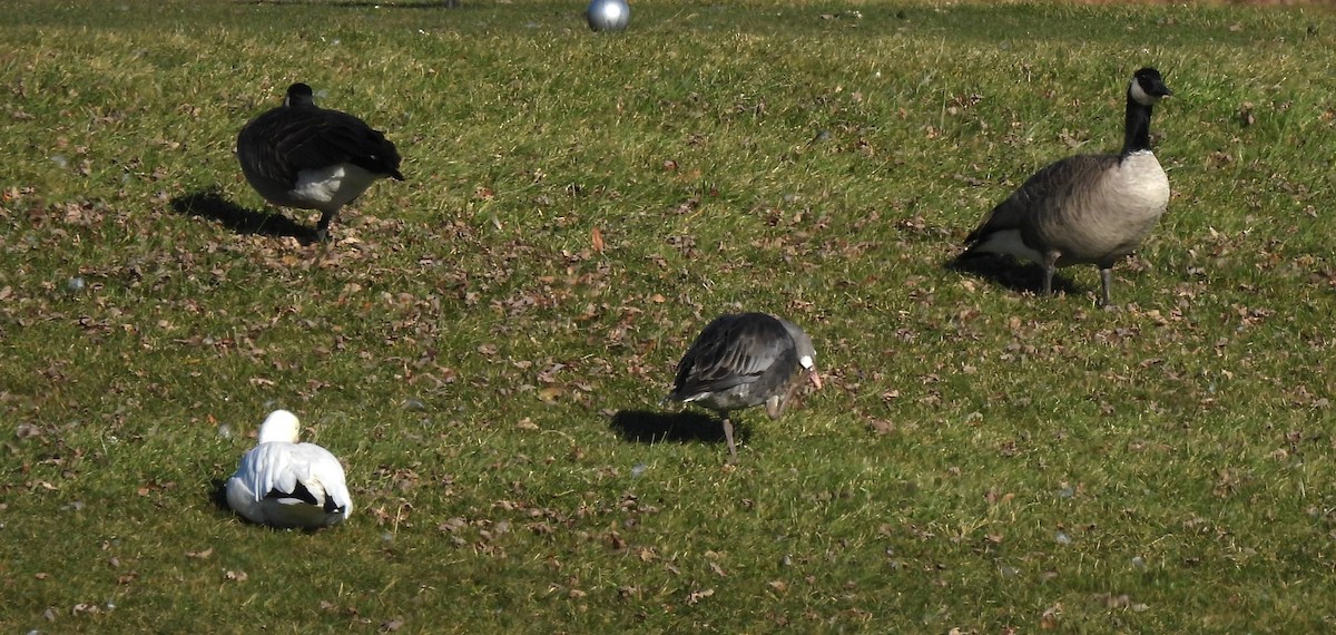 Snow Goose - ML646005850