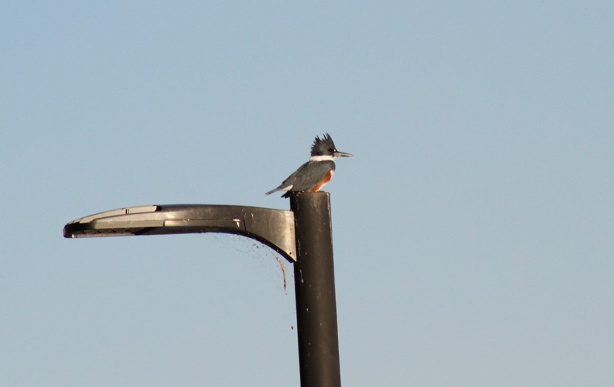 Рибалочка-чубань північний - ML646005856