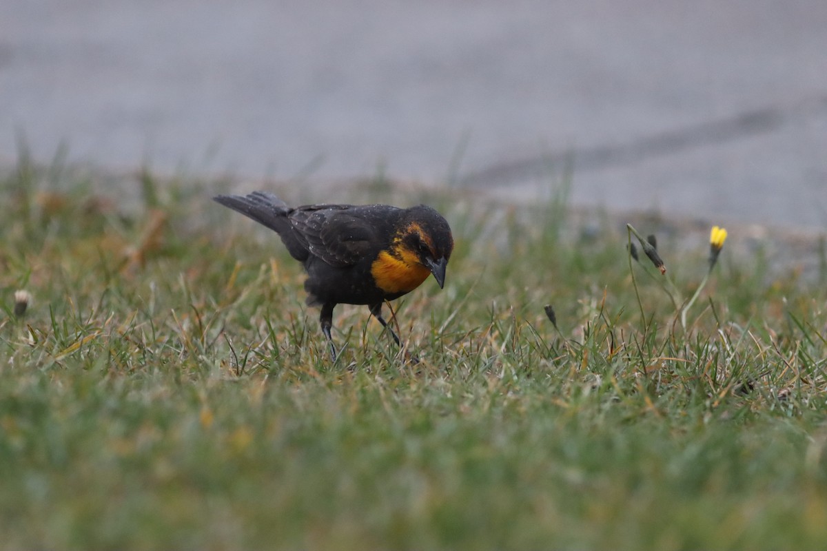 Yellow-headed Blackbird - ML646005857