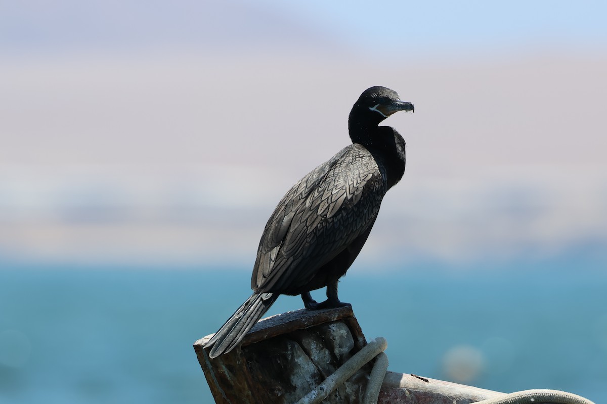 Neotropic Cormorant - ML646005858