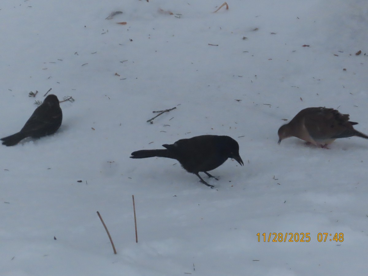 Common Grackle - ML646005859