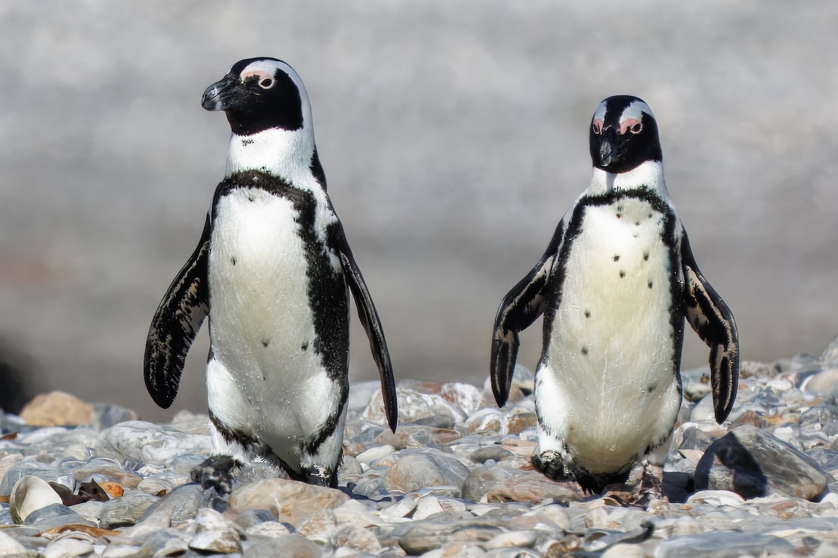 African Penguin - ML646005860