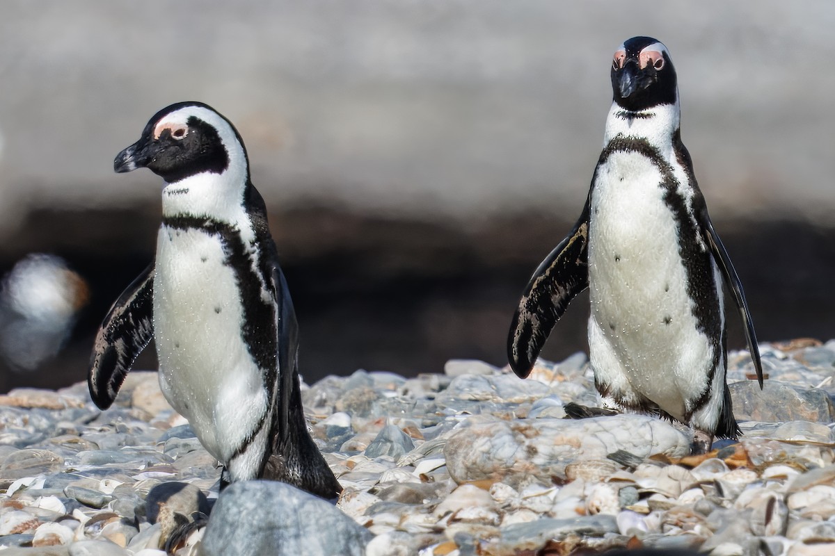 African Penguin - ML646005861