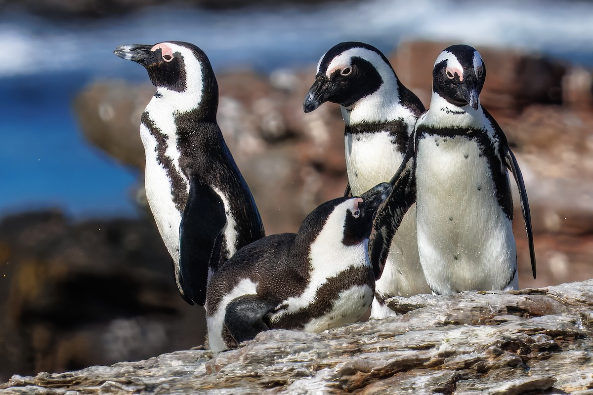 African Penguin - ML646005862