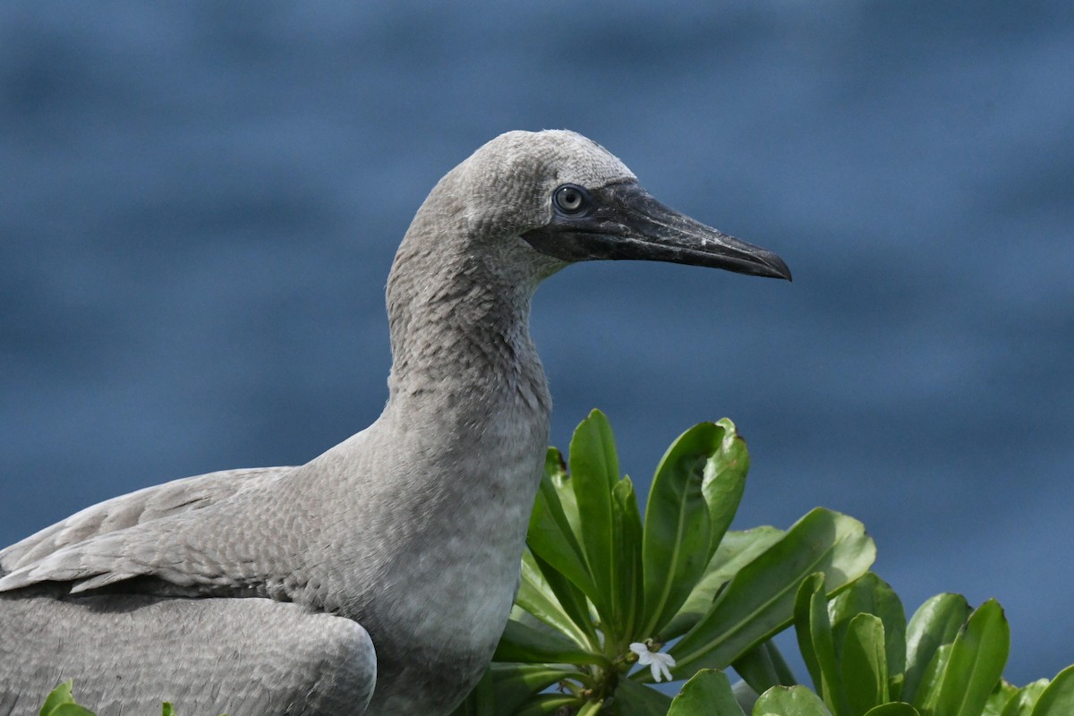 Red-footed Booby - ML646005863