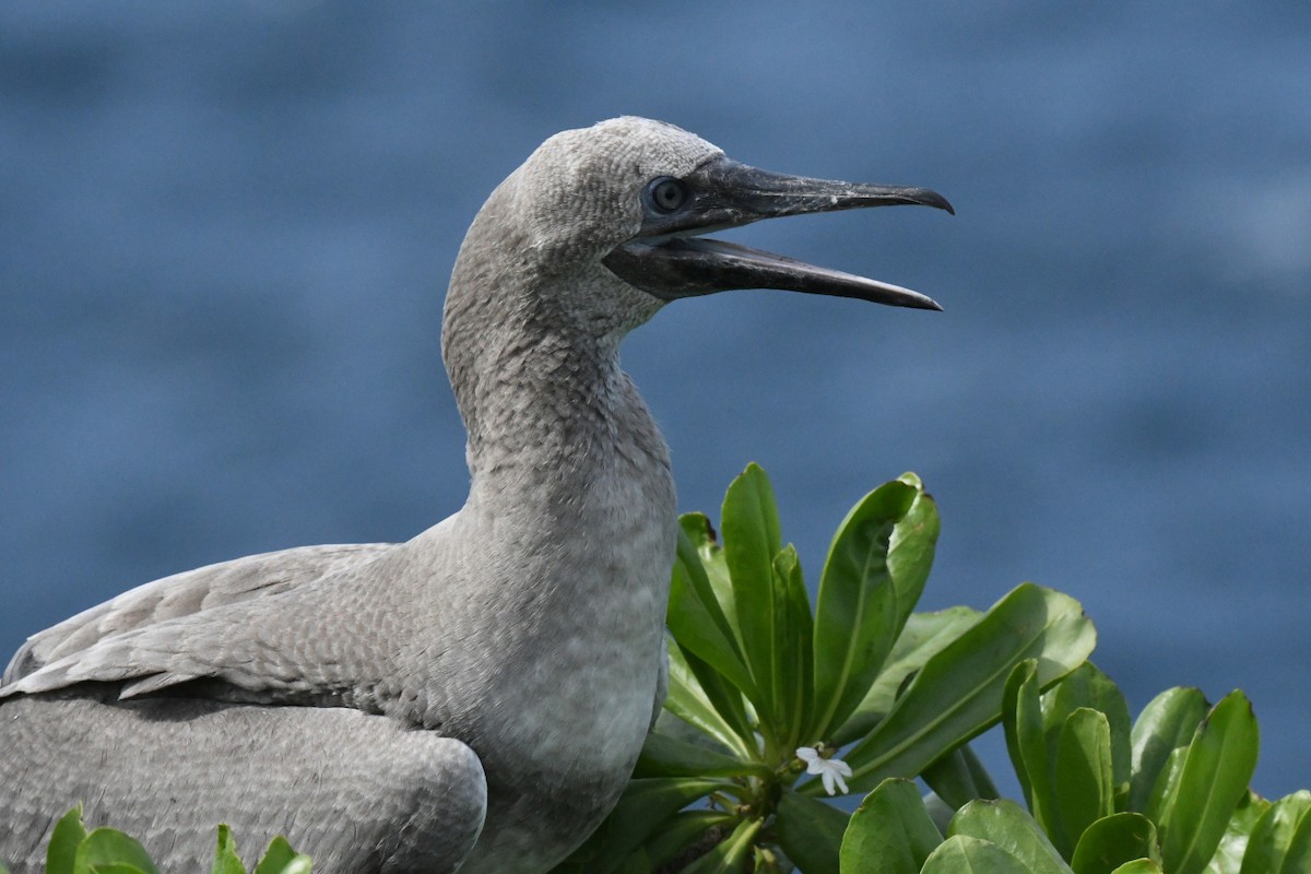 Red-footed Booby - ML646005864