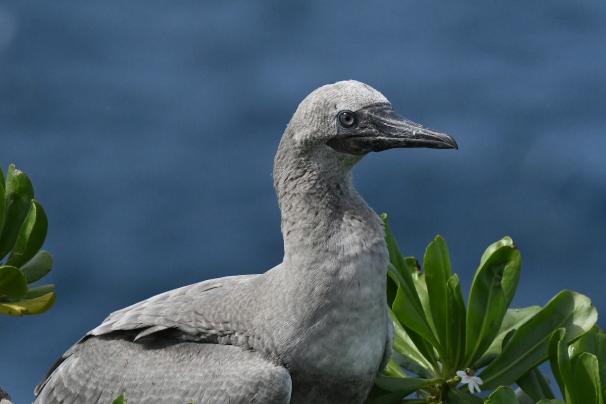 Red-footed Booby - ML646005865