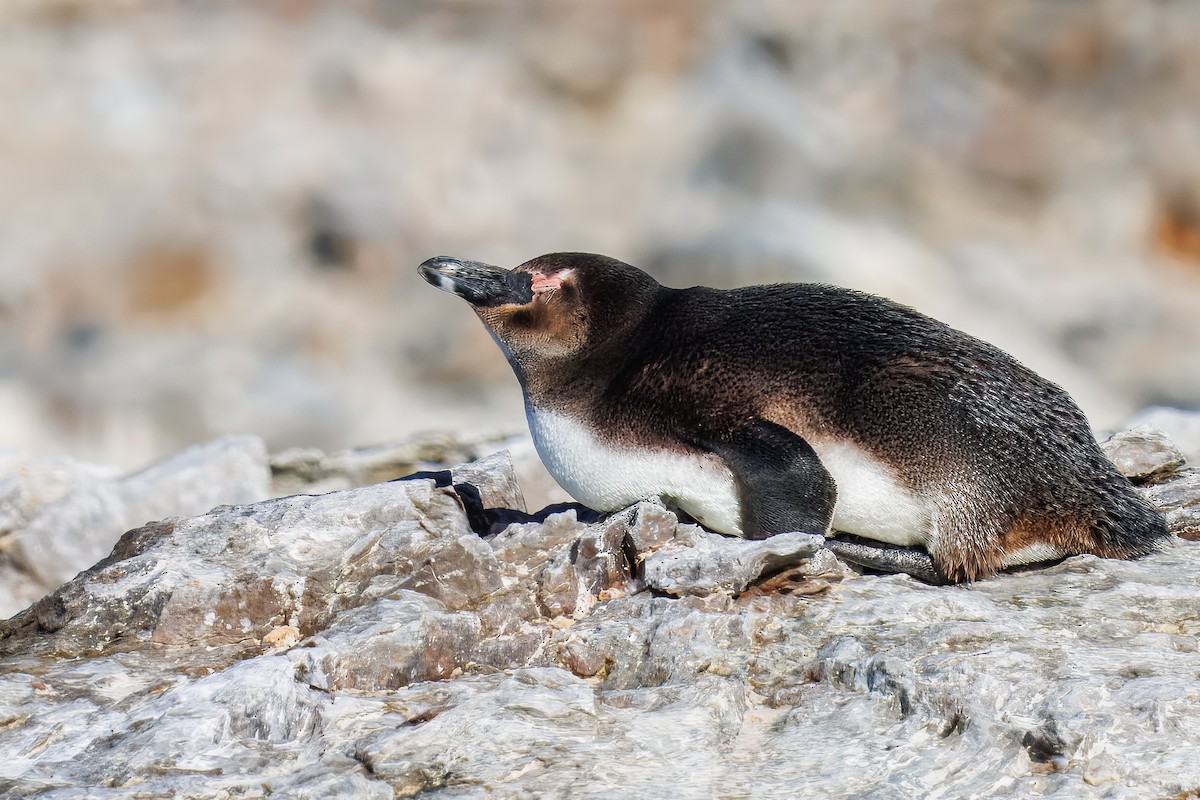 African Penguin - ML646005866