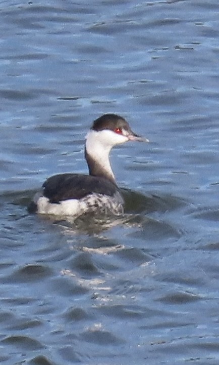 Svasso cornuto - ML646005870