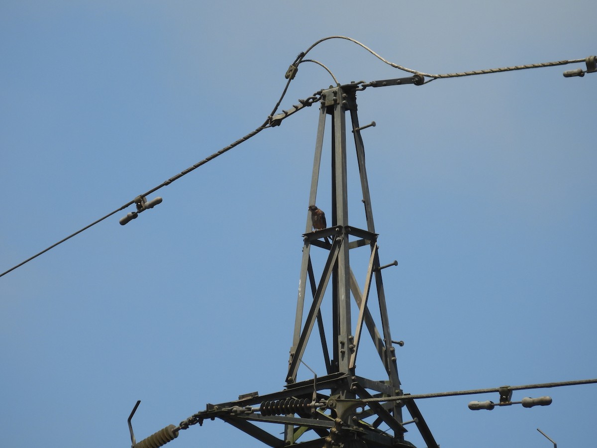 Gheppio - ML646005872