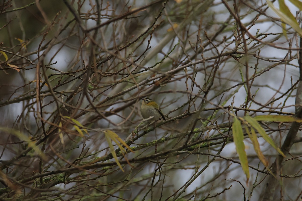 Fiorrancino - ML646005873