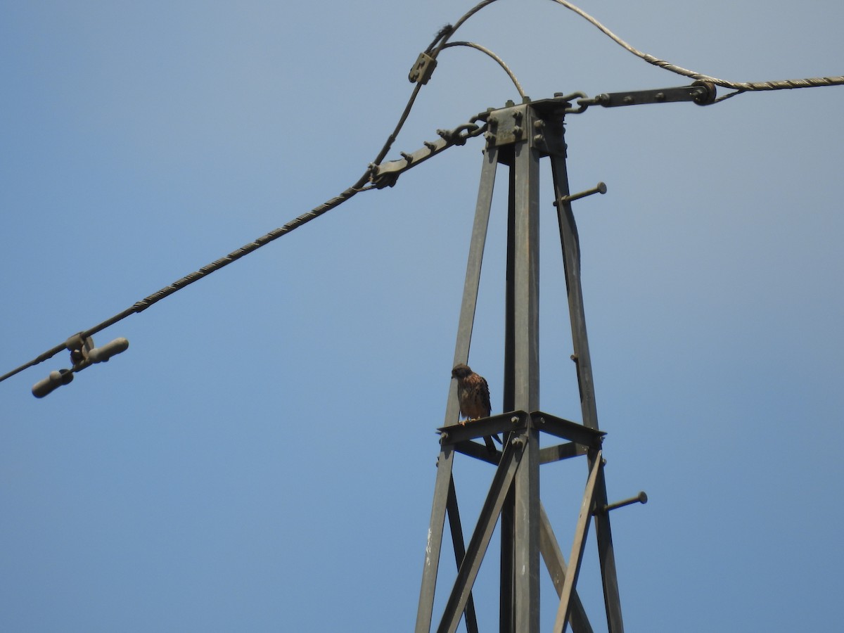 Gheppio - ML646005874