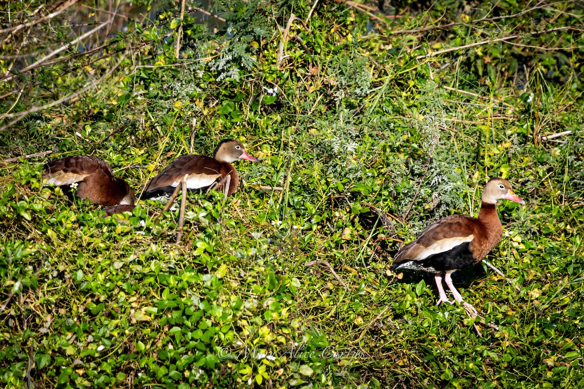 Dendrocigna beccorosso - ML646005875