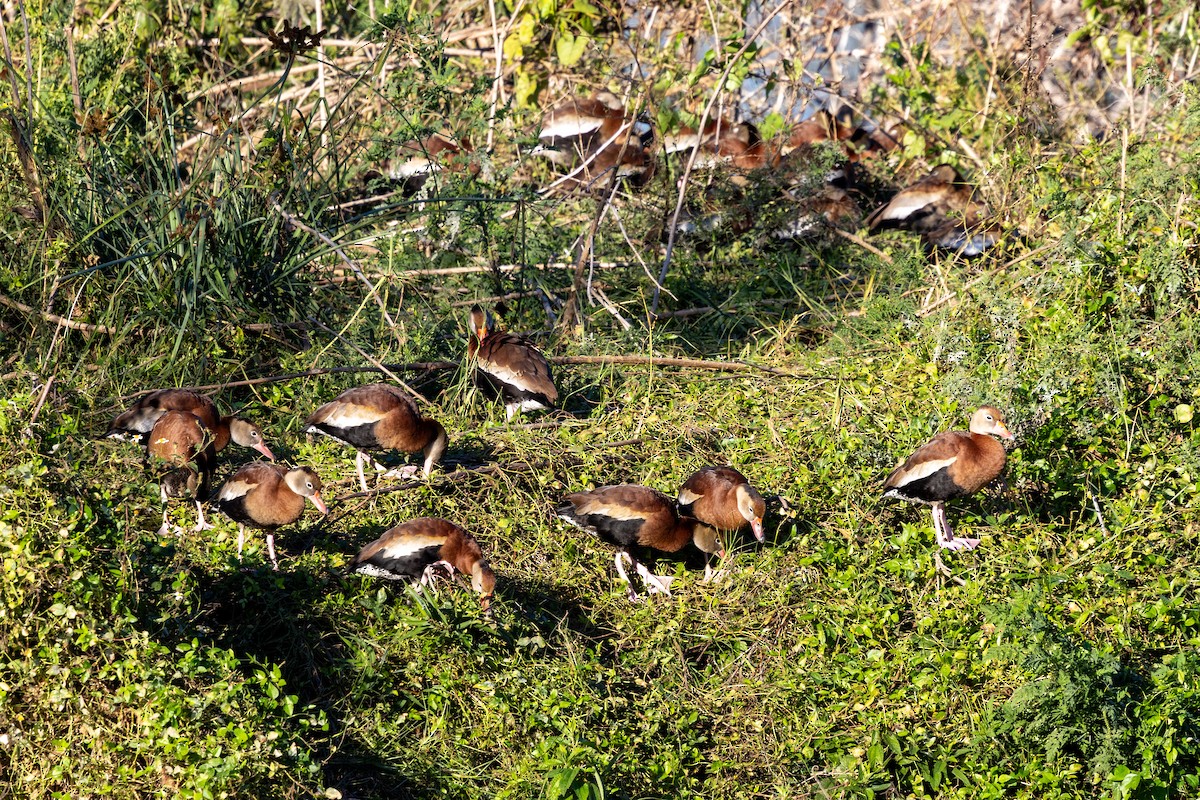 Dendrocigna beccorosso - ML646005876