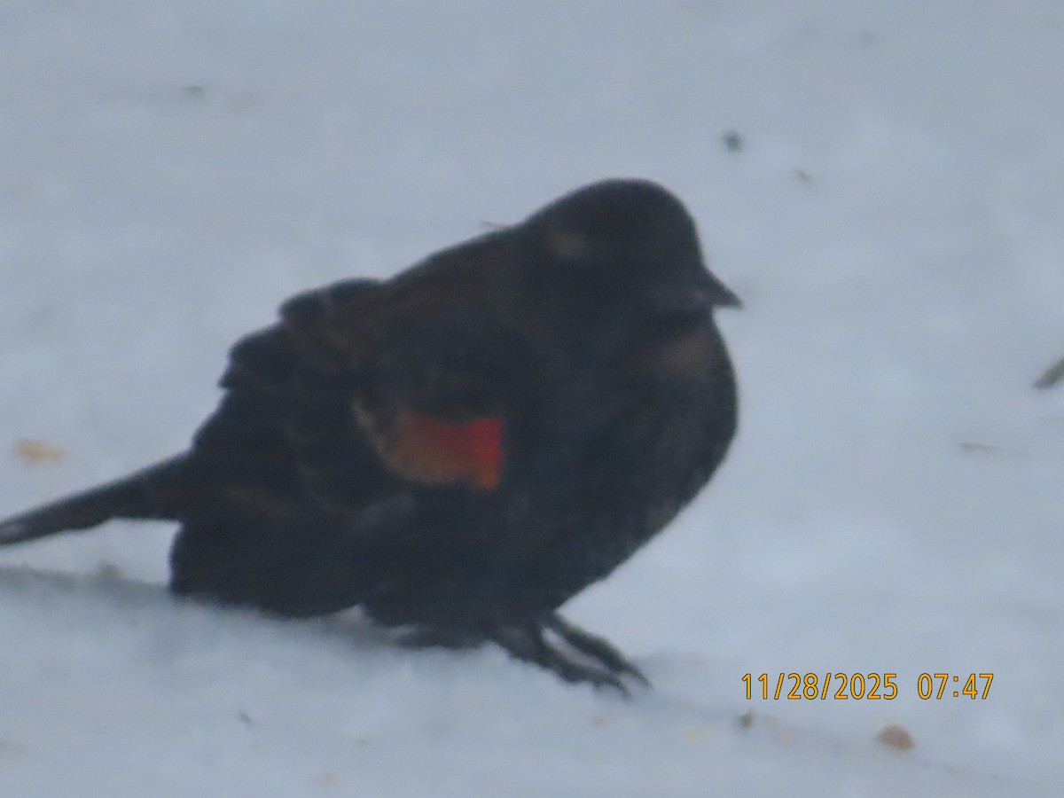 Red-winged Blackbird - ML646005877