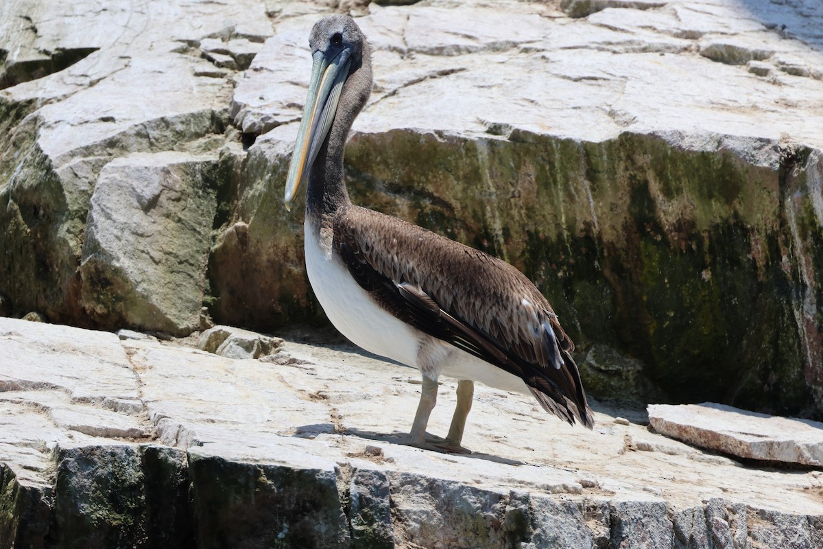 Peruvian Pelican - ML646005878