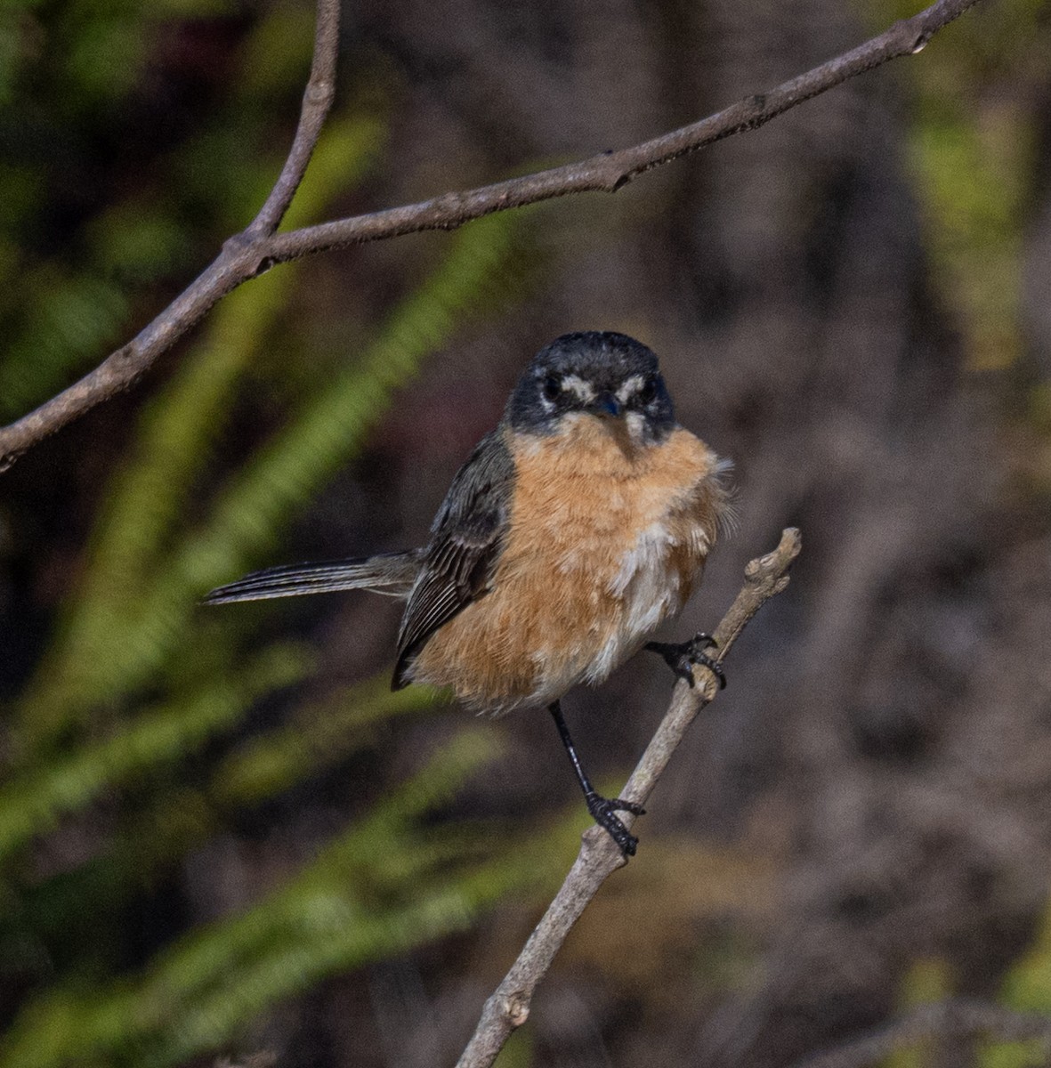 Gray-backed Tachuri - ML646005879