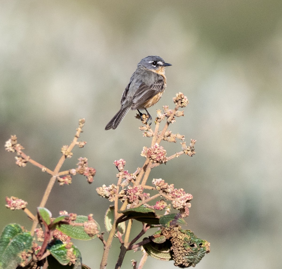 Gray-backed Tachuri - ML646005880