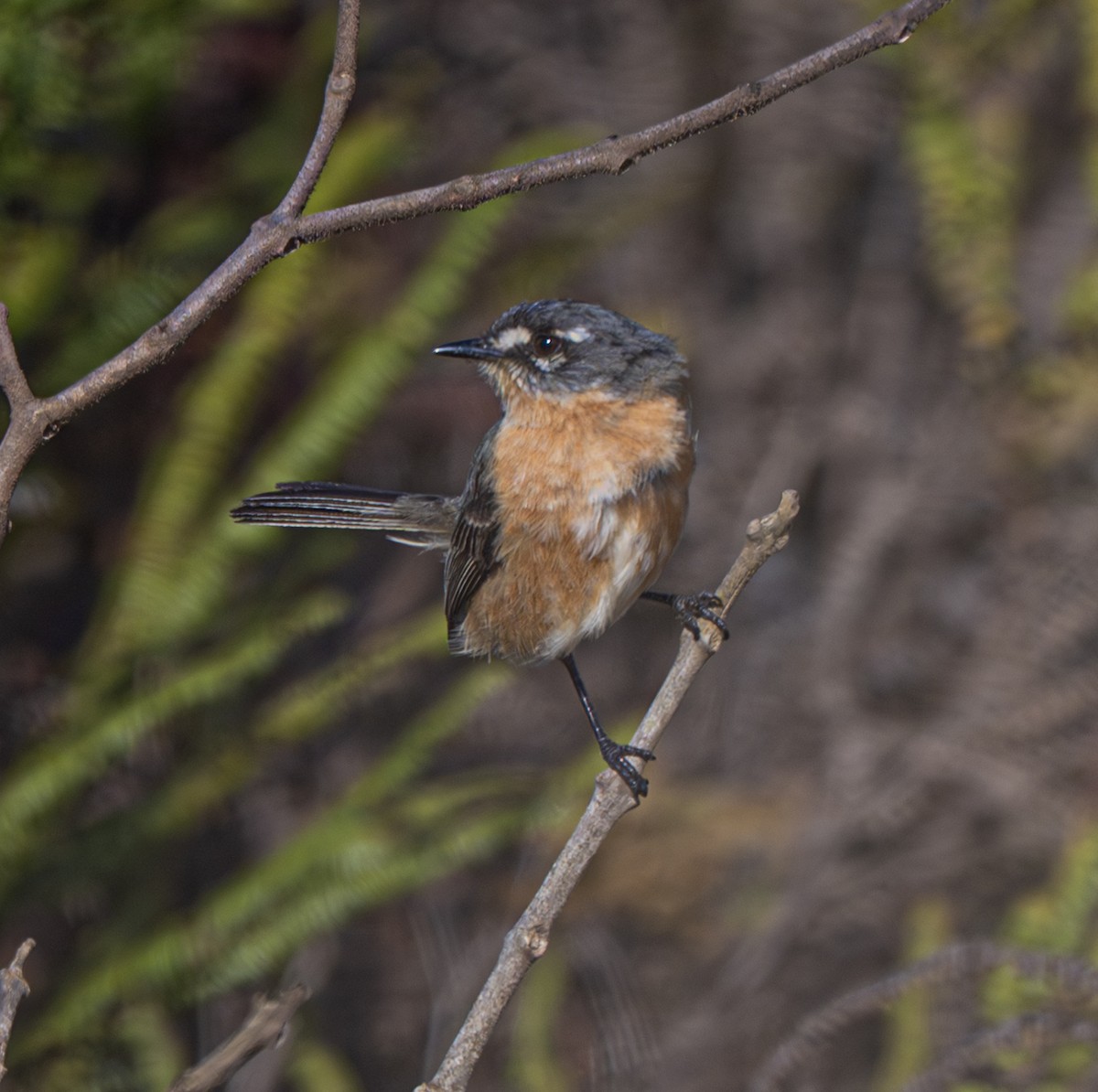 Gray-backed Tachuri - ML646005881