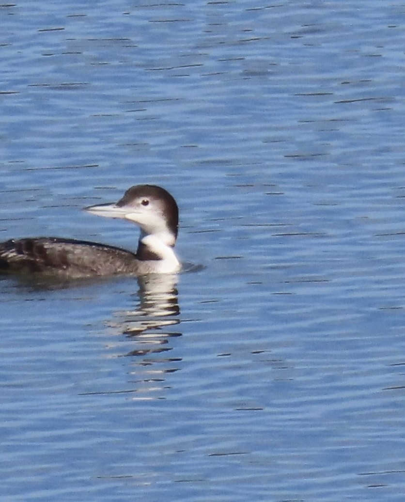 Strolaga maggiore - ML646005882