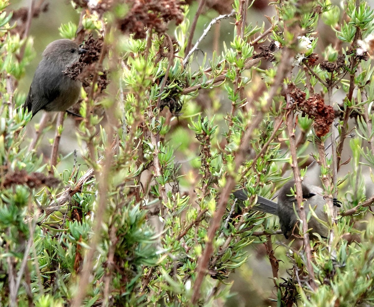 Bushtit - ML646005883