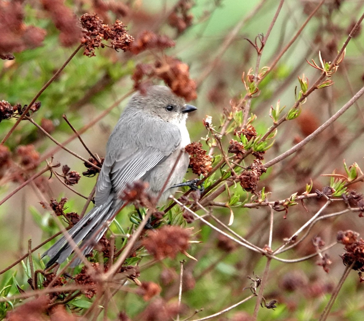 Bushtit - ML646005884