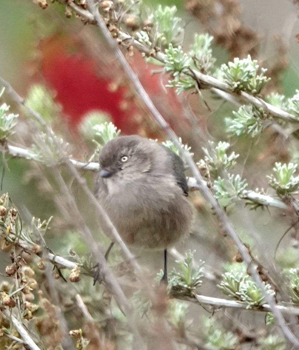 Bushtit - ML646005885
