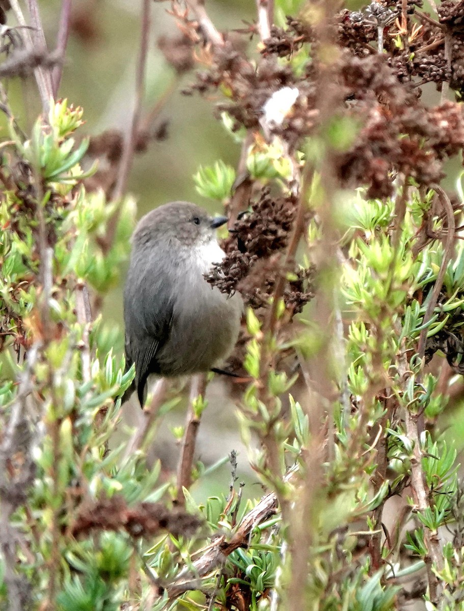 Bushtit - ML646005886