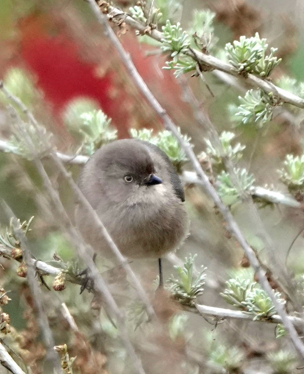 Bushtit - ML646005887
