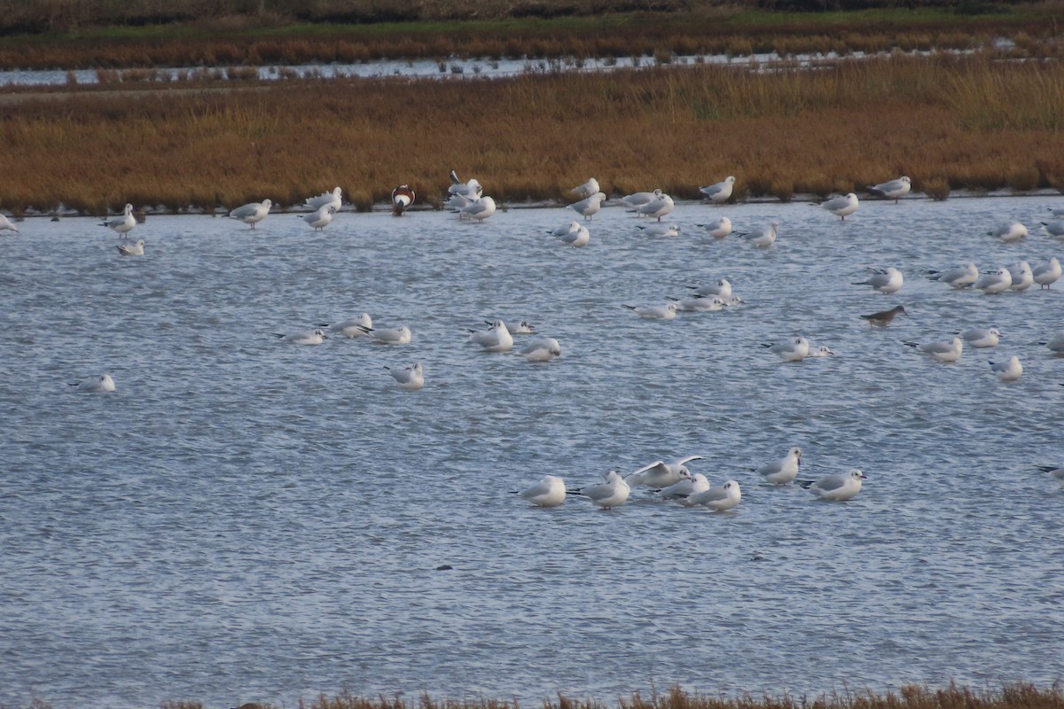 Gabbiano comune - ML646005890