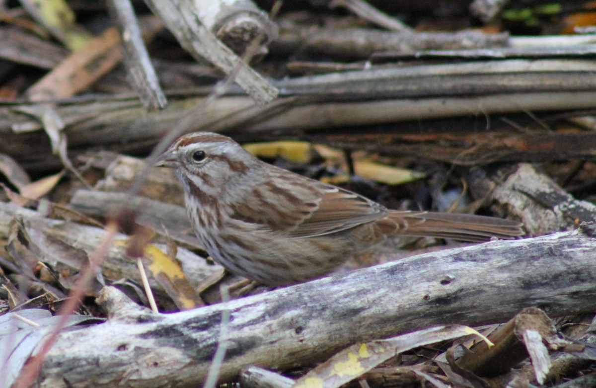 Song Sparrow - ML646005891