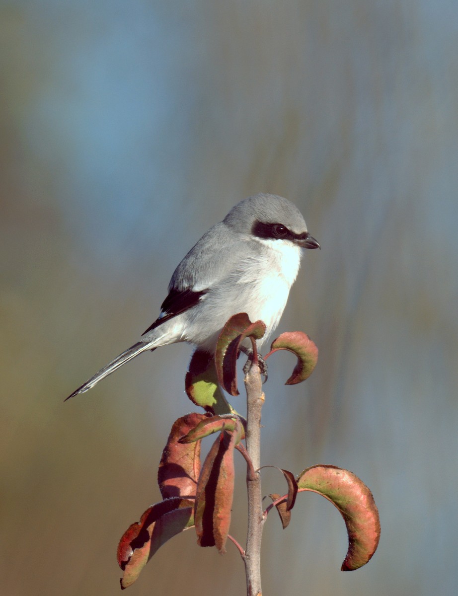 Loggerhead Shrike - ML646005892