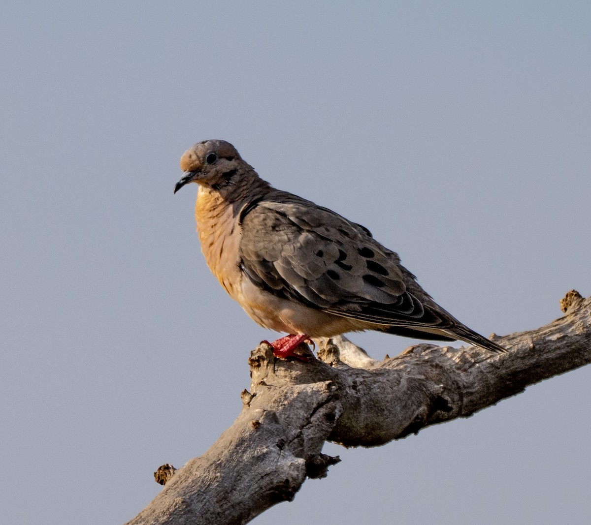 Eared Dove - ML646005893